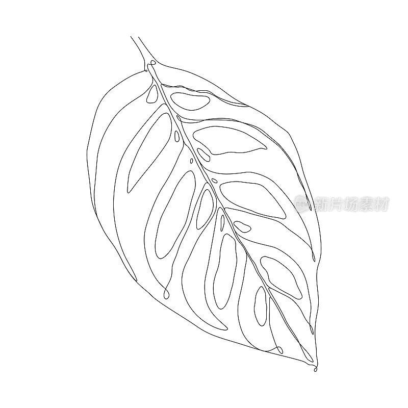 Monstera Esqueleto叶片连续线条绘制样式可编辑笔触